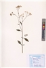 Vernonia cinerea (L.) Less.(VUHASTE00025.1)