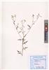 Parthenium hysterophorus
L.
(VUHASTE00017.1)