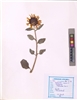 Helianthus annuus
L.
(VUHASTE00015.1)