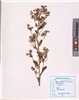 Blumea mollis (D.Don) Merr.
(VUHASTE00004.1)