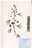 Mimosa pudica L. (VUHFABA00022.1)