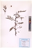 Acacia nilotica (L.) Willd. ex Delile
(VUHFABA00002.1)