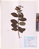 Lagerstroemia indica
L. (VUHLYTH00001.1)