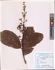 Lagerstroemia speciosa
(L.) Pers.(VUHLYTH00002.1)