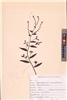 Cynoglossum lanceolatum
Forssk. (VUHBORA00003.1)