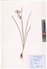 Cyperus rotundus
L.
(VUHCYPE00003.1)