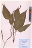 Polygonum orientale L.
(VUHPOLY00001.1)