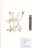 Cardamine hirsuta L. (VUHBRAS00003.1)