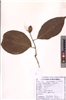 Terminalia chebula
Retz.
(VUHCOMB00002.1)