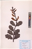 Acanthus ilicifolius
L.
(VUHACAN00001.1)