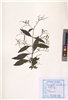 Andrographis paniculata (Burm.f.) Nees (VUHACAN00004.1)