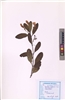 Ruellia tuberosa L.
(VUHACAN00020.1)