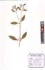 Alternanthera sessilis
(L.) R.Br. ex DC.
(VUHAMAR00013.1)