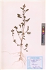 Chenopodium album L.
(VUHCHEN00002.1)