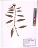 Rumex dentatus
L.
(VUHPOLY00007.1)