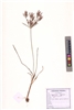 Cyperus tegetum Roxb.
(VUHCYPE00015.1)