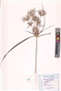 Cyperus distans
L.f.
(VUHCYPE00020.1)