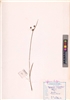 Cyperus haspan L.
(VUHCYPE00023.1)