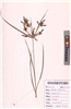 Cyperus malaccensis Lam.
(VUHCYPE00025.1)