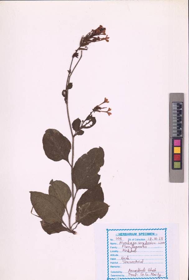 Plumbago zeylanica Linn.(VUHPLUM00001.1).jpg