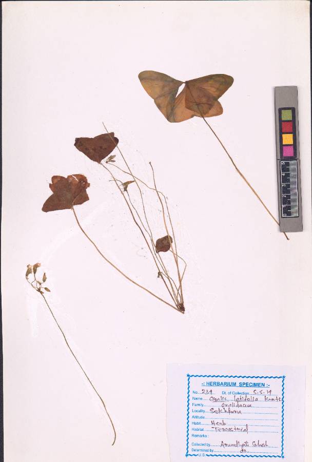 Oxalis latifolia Kunth (VUHOXAL00003.1).jpg