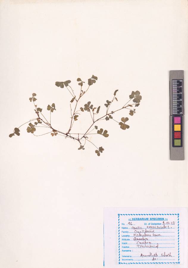 Oxalis corniculata Linn. (VUHOXAL00002.1).jpg