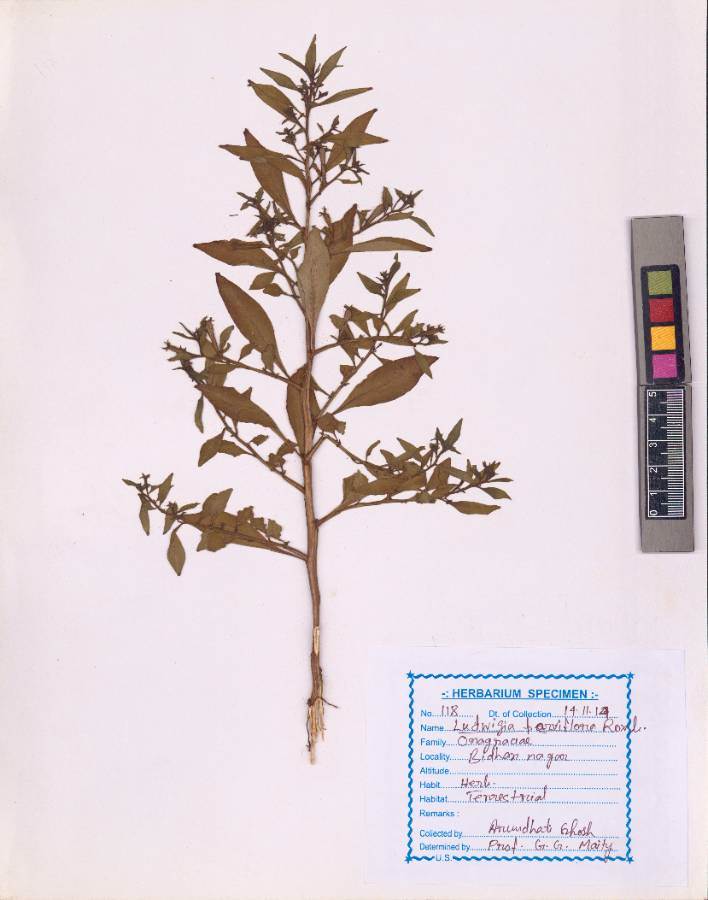 Ludwigia parviflora Roxb. (VUHONAG00001.1).jpg