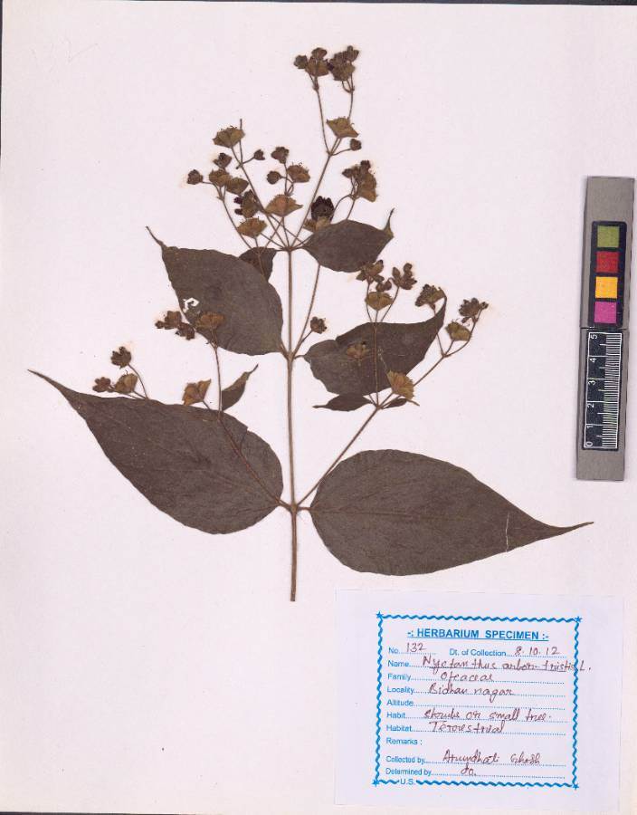 Nyctanthes arbor-tristis 
Linn. (VUHOLEA00003.1)