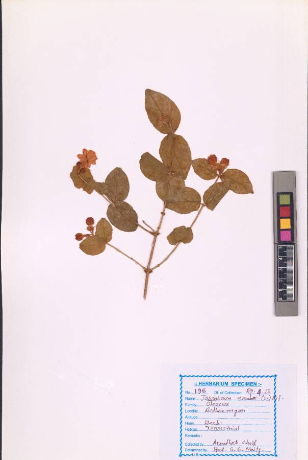 Jasminum sambac Linn. (Aiton) (VUHOLEA00002.1)