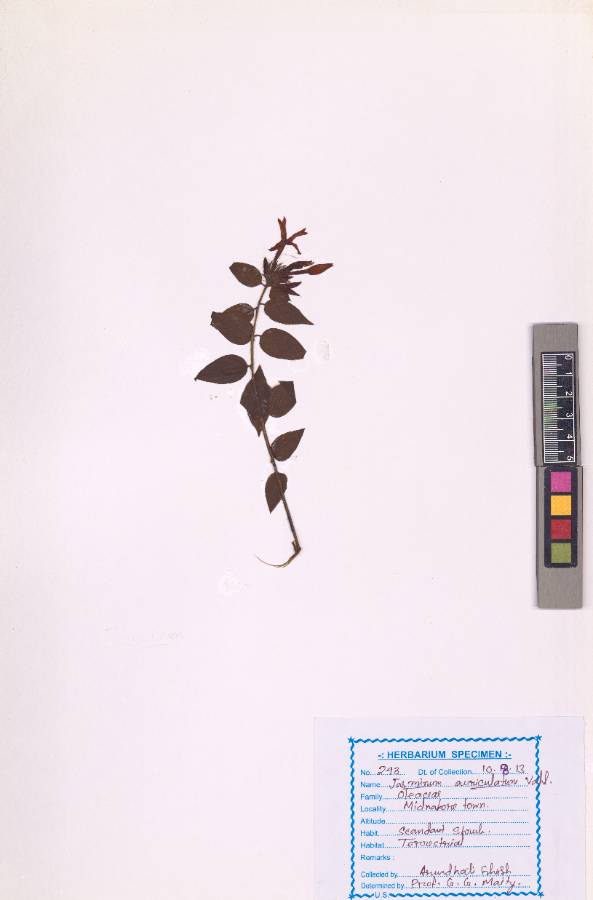 Jasminum auriculatum Vahl (VUHOLEA00001.1)