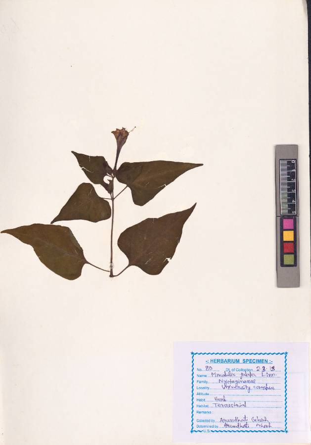 Mirabilis jalapa Linn. (VUHNYCT00003.1)