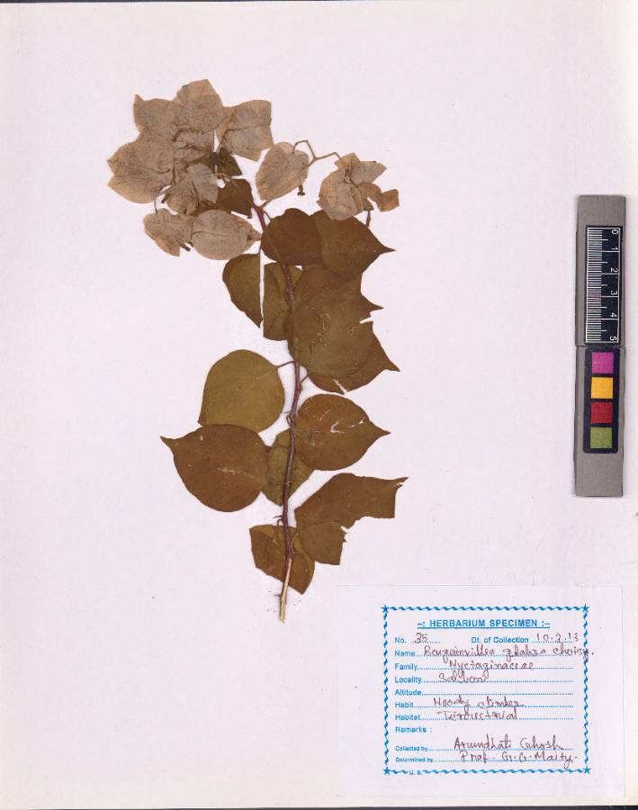 Bougainvillea glabra Choisy  (VUHNYCT00002.1)