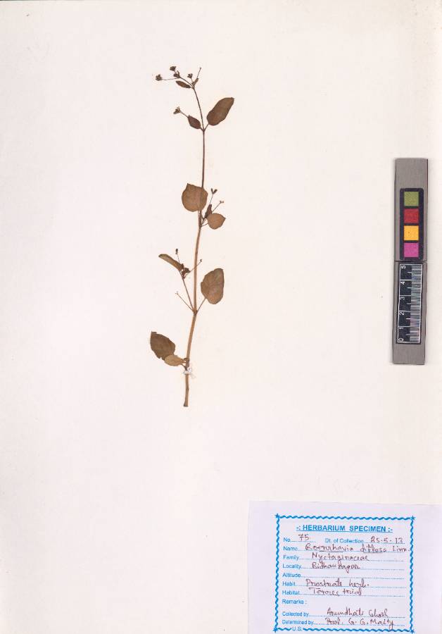 Boerhavia diffusa Linn. (VUHNYCT00001.1)