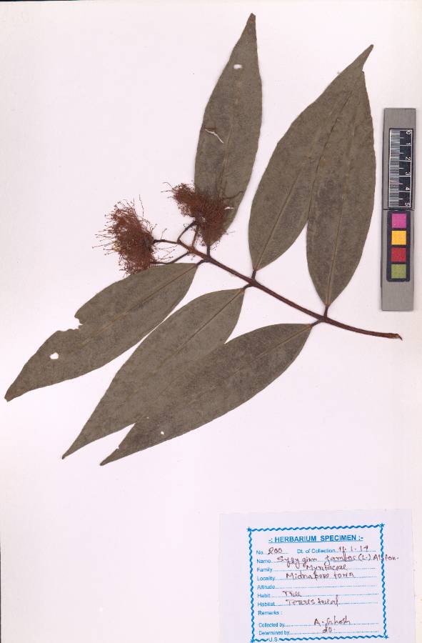 Syzygium jambos L. (Alston) (VUHMYRT00003.1)