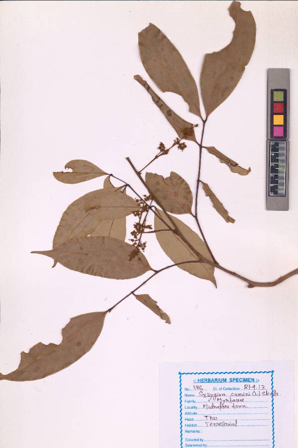 Syzygium  cumini (L.) Skeels. (VUHMYRT00002.1)