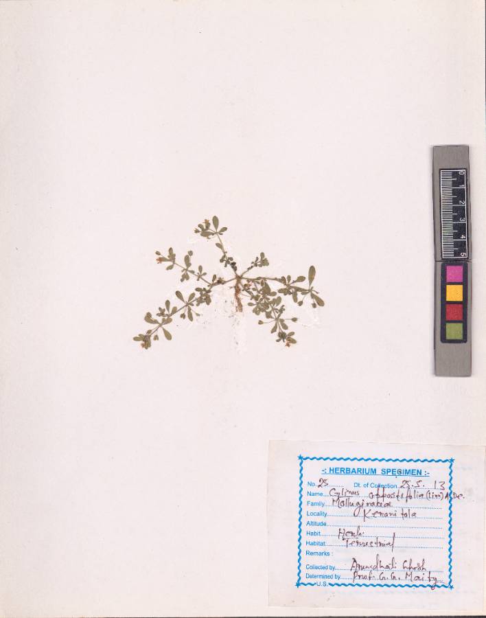 Glinus oppositifolius (L.) Aug. DC.
(VUHMOLL00001.1)