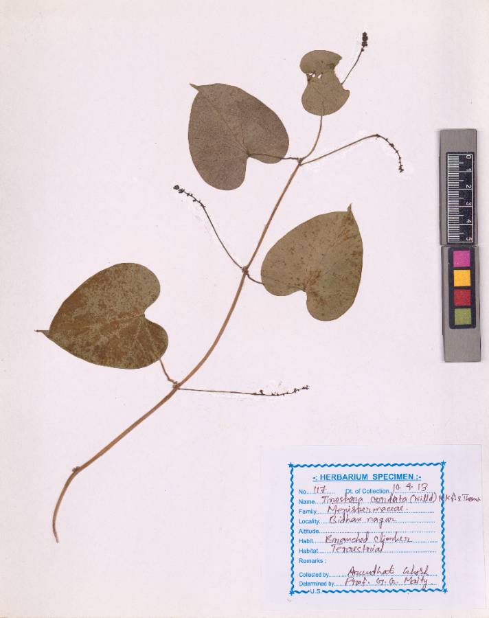 Tinospora cordifolia
(Thunb.) Miers
(VUHMENI00001.1)