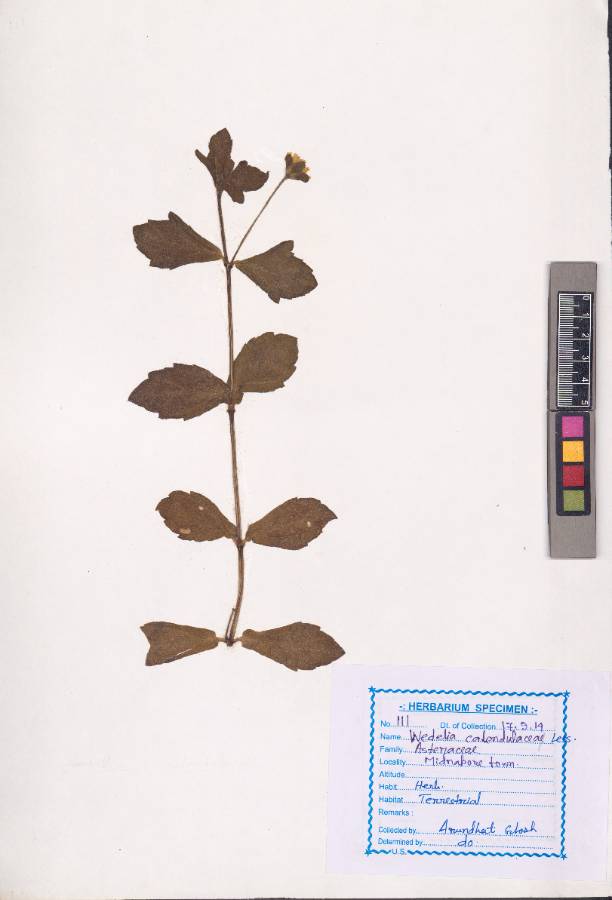 Wedelia calendulacea
Wedelia calendulacea (L.) Less.
(VUHASTE00025.1)