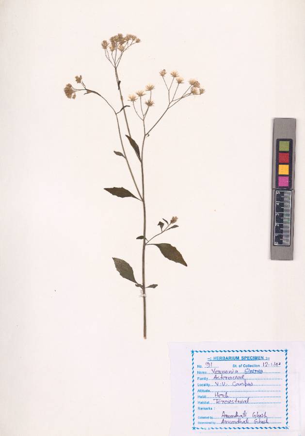 Vernonia cinerea (L.) Less.(VUHASTE00025.1)