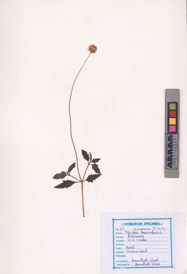 Tridax procumbens
L.
(VUHASTE00023.1)