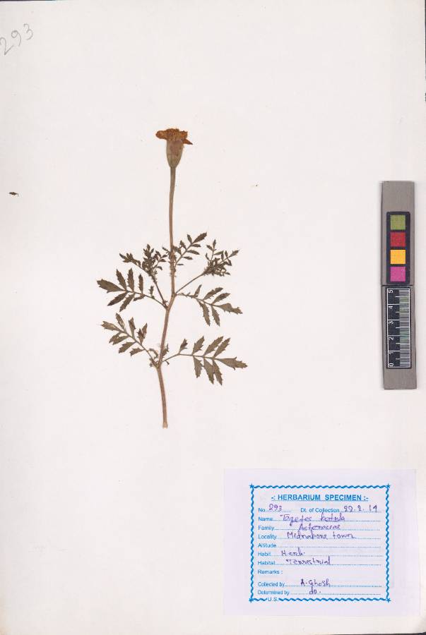 Tagetes patula
L.
(VUHASTE00022.1)