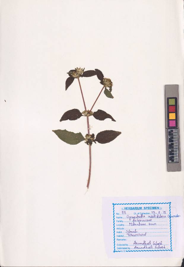 Synedrella nodiflora
(L.) Gaertn.
(VUHASTE00021.1)