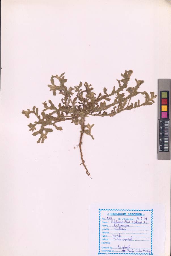 Sphaeranthus indicus
L.
(VUHASTE00019.1)