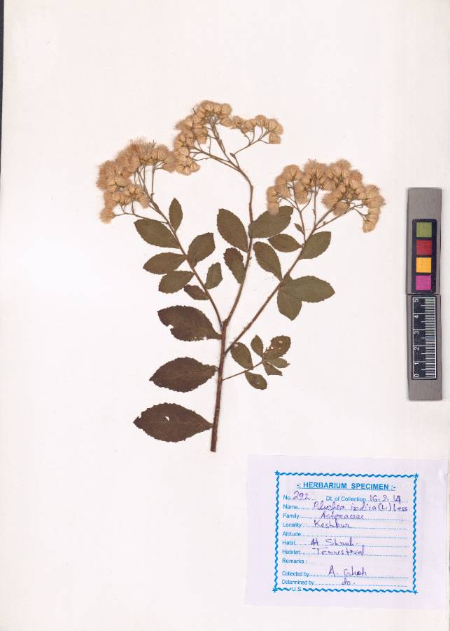 Pluchea indica
(L.) Less.
(VUHASTE00018.1)