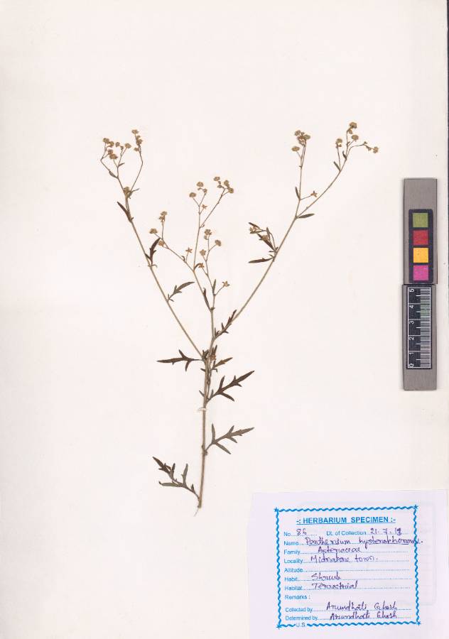 Parthenium hysterophorus
L.
(VUHASTE00017.1)