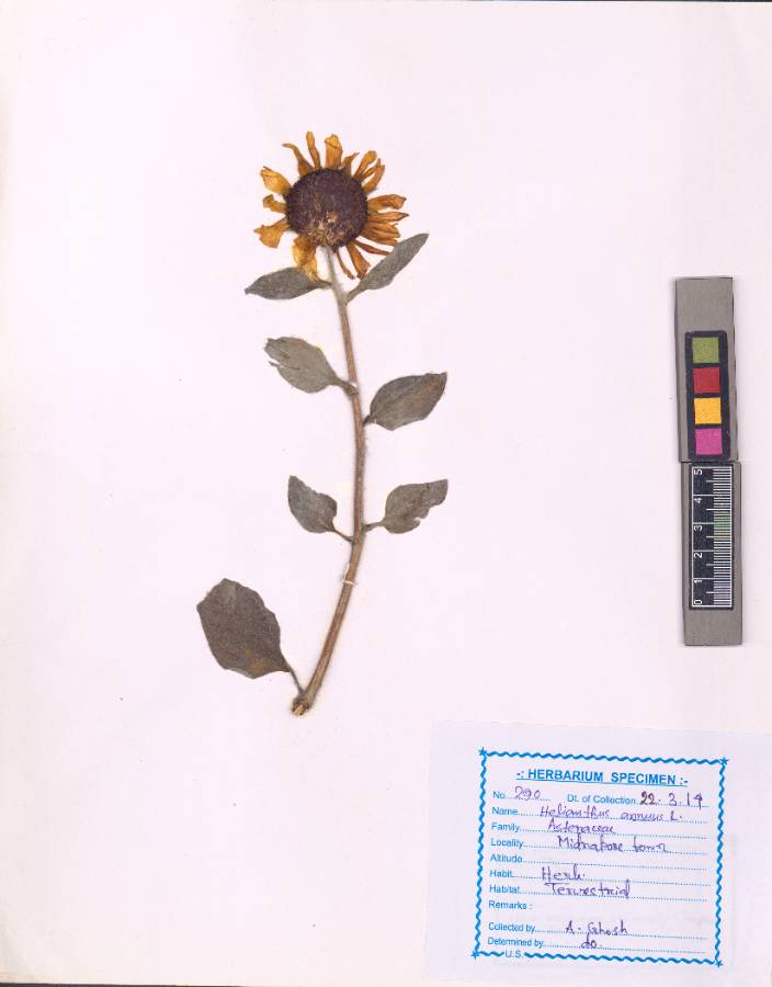 Helianthus annuus
L.
(VUHASTE00015.1)