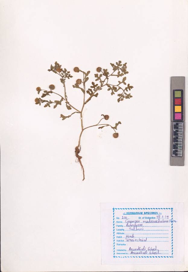 Grangea maderaspatana
(L.) L. Poir
(VUHASTE00014.1)