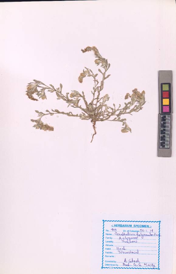 Gnaphalium polycaulon
Pers.
(VUHASTE00013.1)