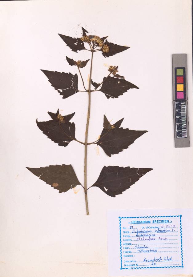 Eupatorium odoratum L.
(VUHASTE00012.1)