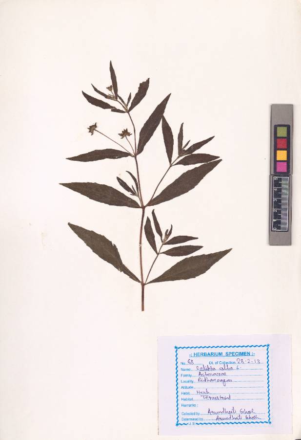 Eclipta alba (L.) Hassk. 
(VUHASTE00010.1)